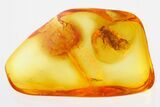 Detailed Fossil Barklouse (Psocodea) In Baltic Amber #335766-1